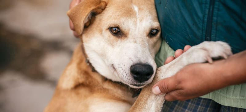 Warum auch junge von Zellgesundheit profitieren