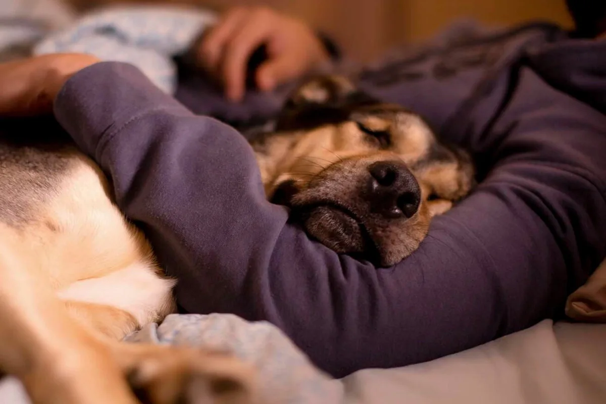 Warum alte Hunde oft weniger Energie haben, Zellalterung statt Faulheit