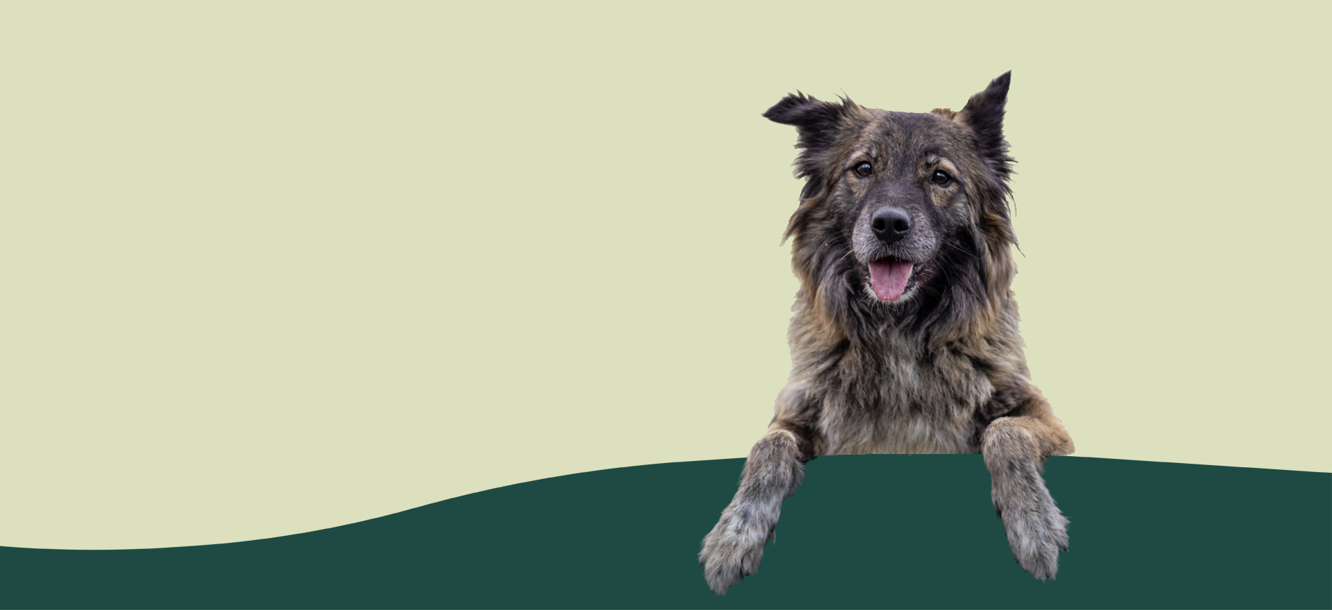 Furtomorrow Zellgesundheit für Hunde